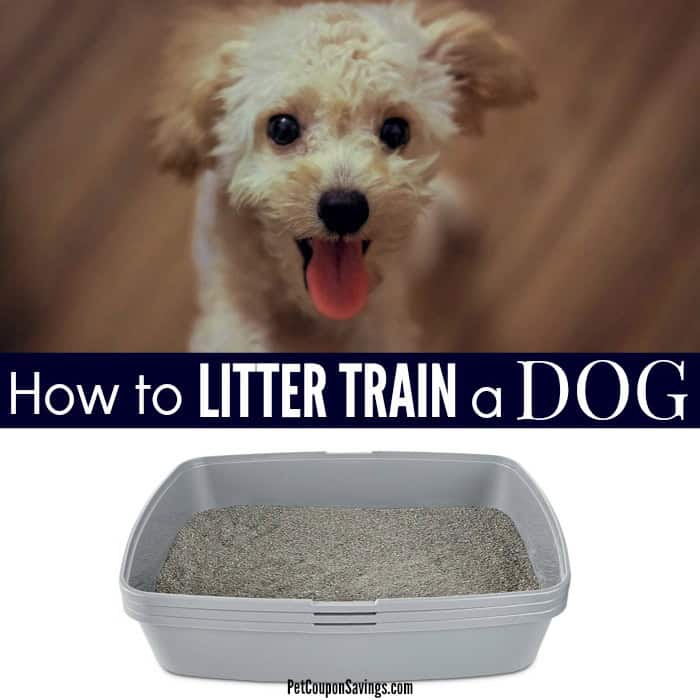 How to Litter Train a Dog: An Easy Guide