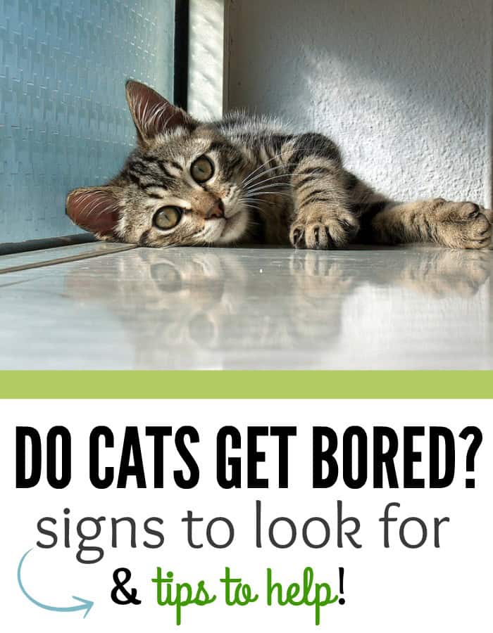 Do Cats Get Bored?