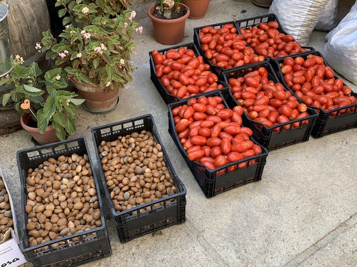 Diese Mandeln (für die Dolci) und Tomaten (als eingekochter Sugo) kommen in die Vorratskammer der Trattoria Zia Luciana.