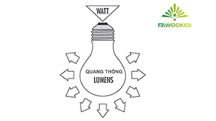Vai trò của lumen