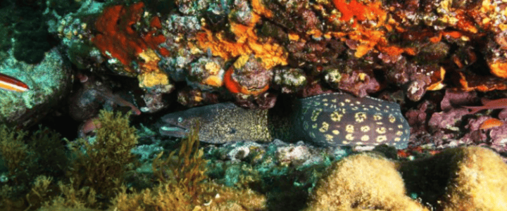 EDEN DIVE à la CIOTAT : à suivre en plongée et sur le terrain de l’écoresponsabilité