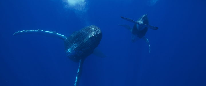 La Réunion, une approche respectueuse des animaux marins