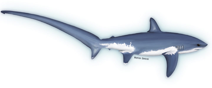 Longitude 181 réagit à propos du requin renard sur l’étal d’un poissonnier à Lyon
