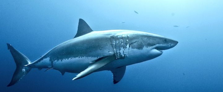 Que nous apprend le requin blanc ? Réponse de François SARANO !