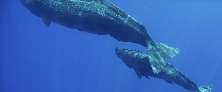 Les (nombreux) rendez-vous d’automne 2019 de Longitude 181 ! Les (nombreux) rendez-vous d’automne 2019 de Longitude 181 !