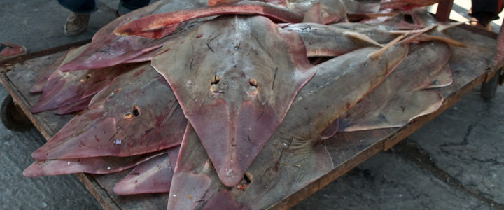REQUIN MAKO : LA CITES VOTE LA REGULATION DE LEUR COMMERCE INTERNATIONAL