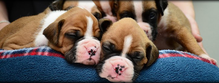 Deason Animal Hospital in Floresville, TX