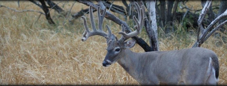 Deer & Elk Veterinarian, Large Animal Hospital Floresville, TX