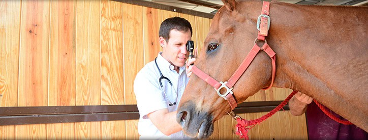 Horse Veterinarian in Wilson County, Texas
