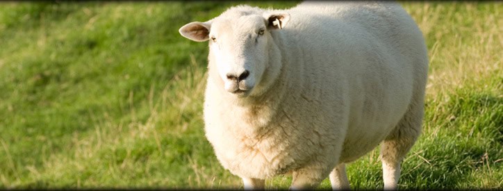 Sheep Care, Floresville Vet, Large Animal Hospital Floresville