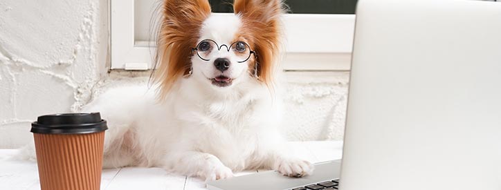 employment-application