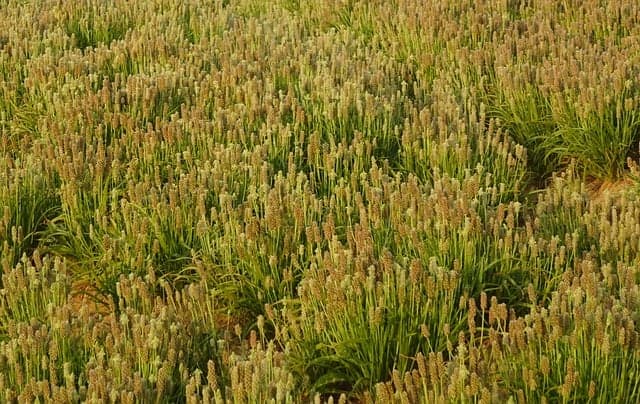 Plantation d'œufs