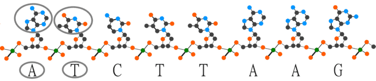 single strand of DNA