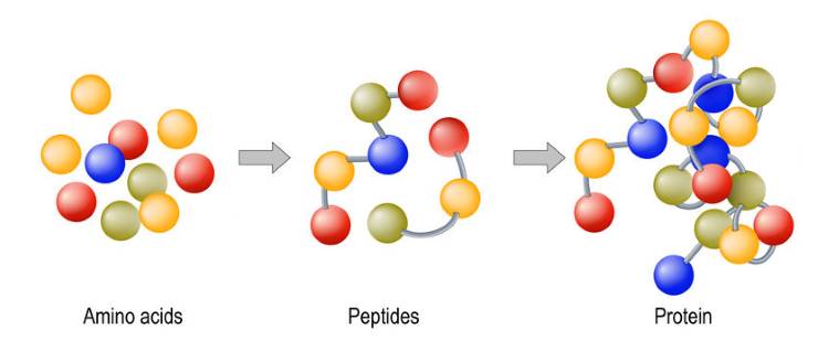 amino acids to polypeptides to proteins