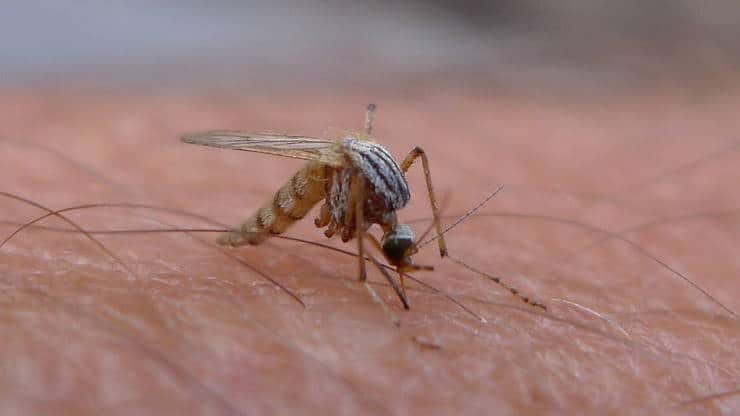 mosquito female drinking blood