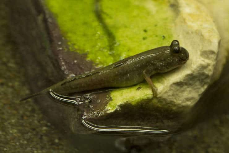 Pearse's mudskipper - a fish that has grown legs throug hevolution