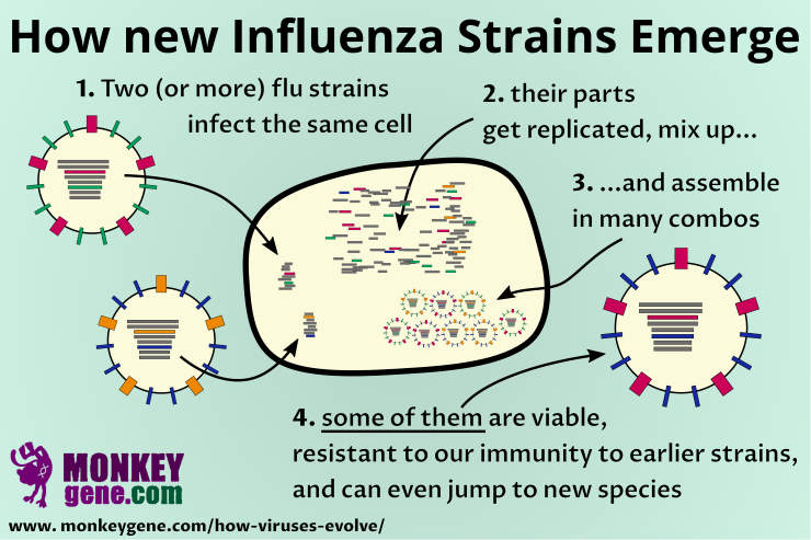 reassortment of influenza viruses