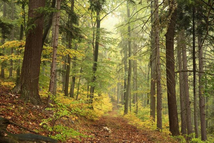 trees in autumn