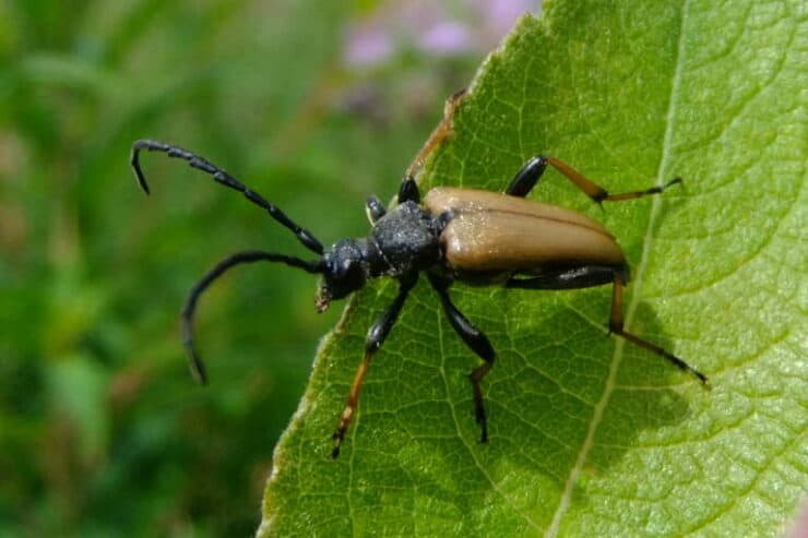 an insect jumping off from a leaf would not take a fall damage