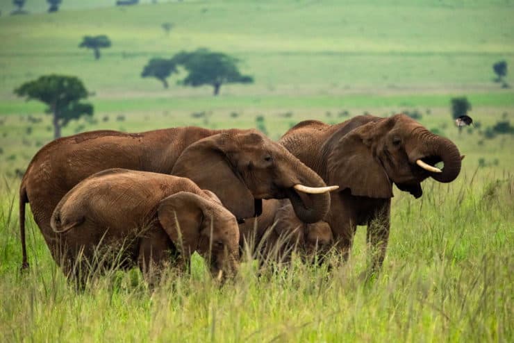 elephants are among wild animals that do have cancer