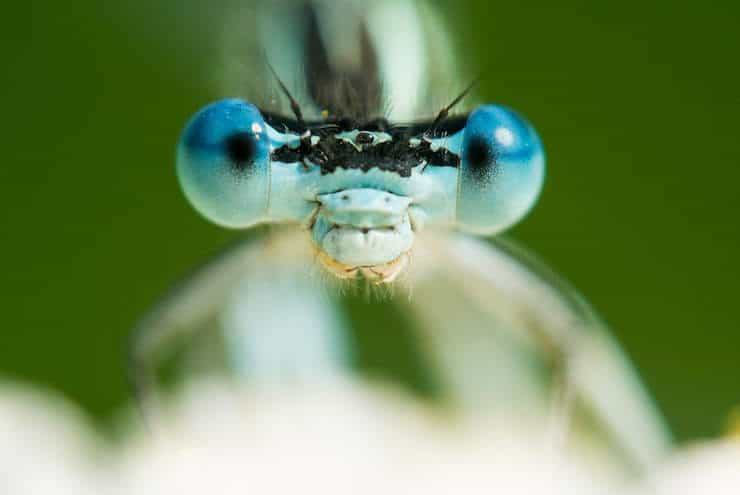 closeup of an insect head