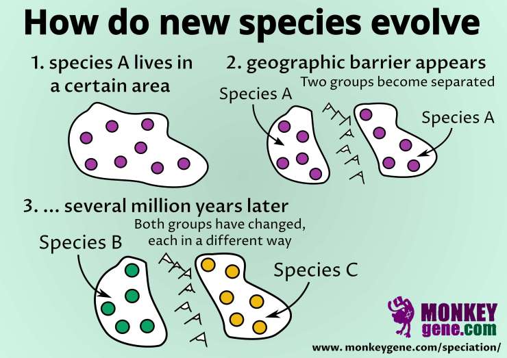 allopatric speciation: new species arise through isolation