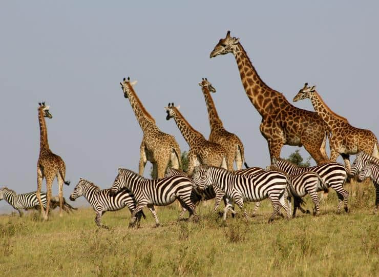 giraffes and zebras