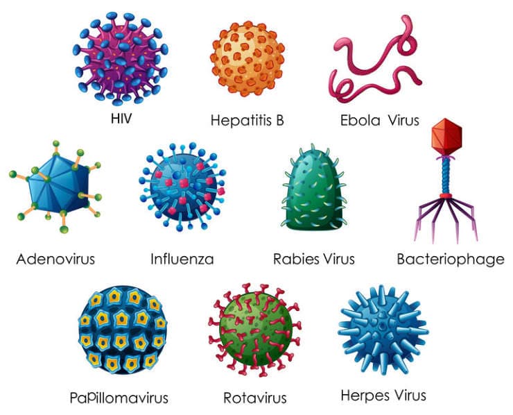 schematic Illustration of different kinds of viruses: HIV, Hepatitis B, Ebola virus, Adenovirus, Influenza, Rabies, Bacteriophage, Papillomavirus, Rotavirus, Herpesvirus