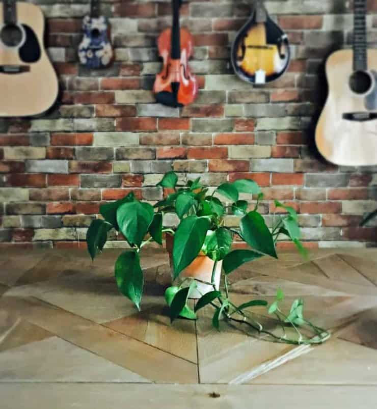 repot houseplants