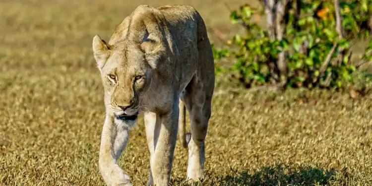gir-national-park
