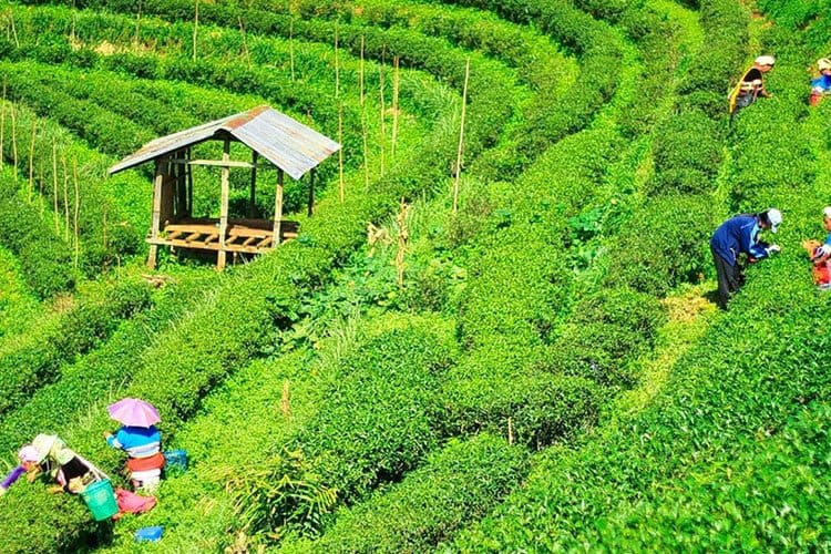 darjeeling-tea