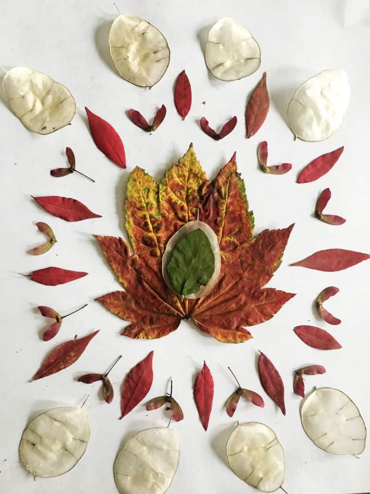 leaves arranged in a mandala