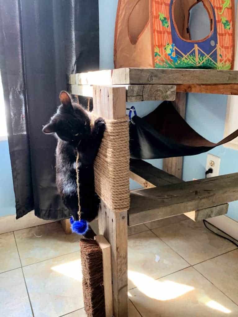 Cat climbing up cat hammock and condo.