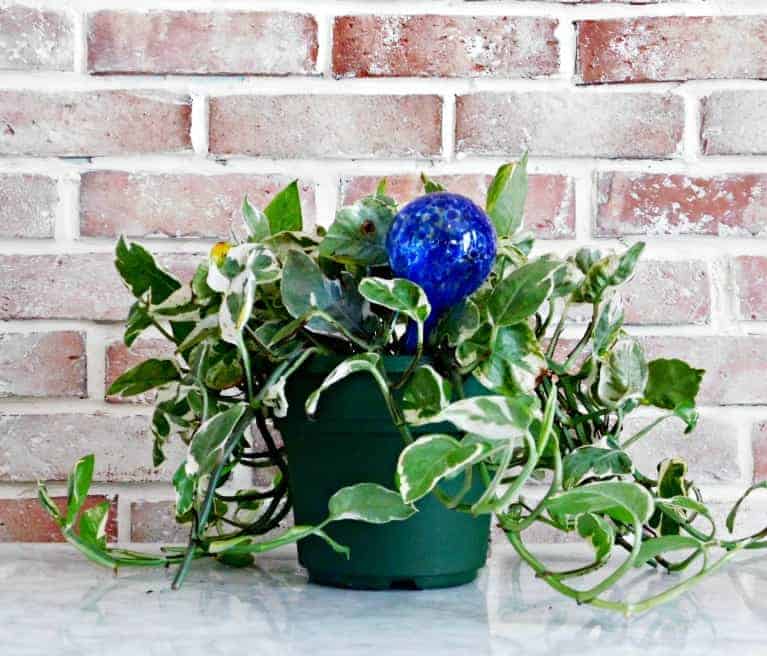 keep plants watered while away