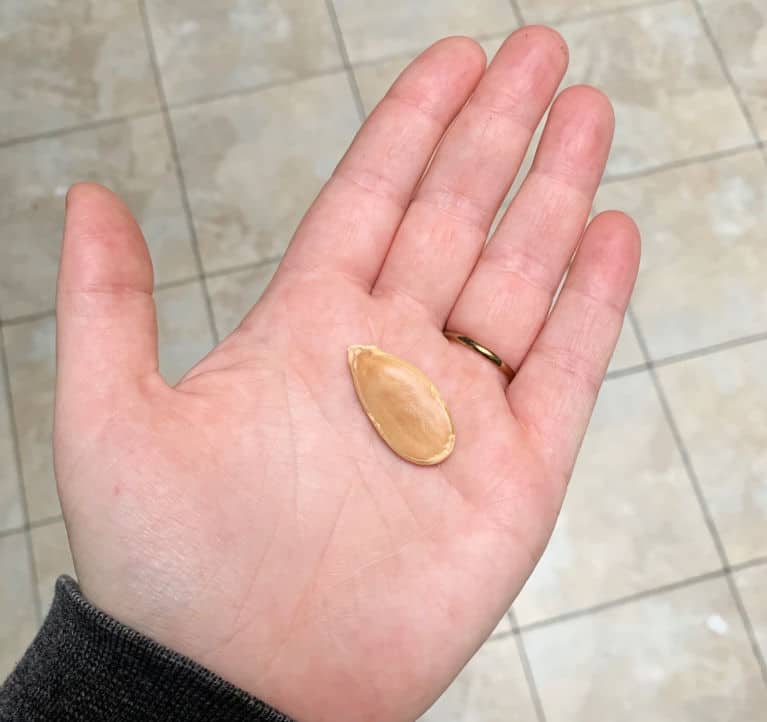 pumpkin seed on hand