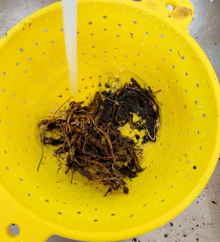 dandelion roots being washed in a yellow strainer