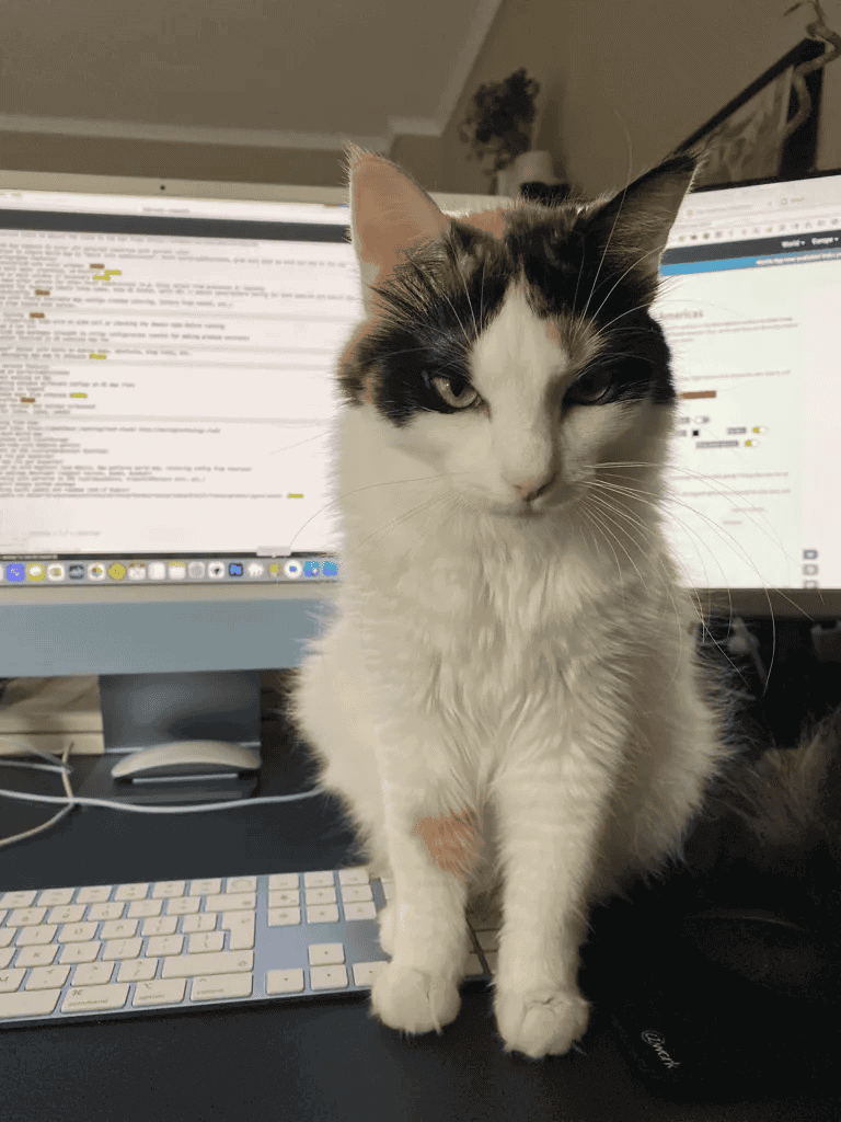 My cat