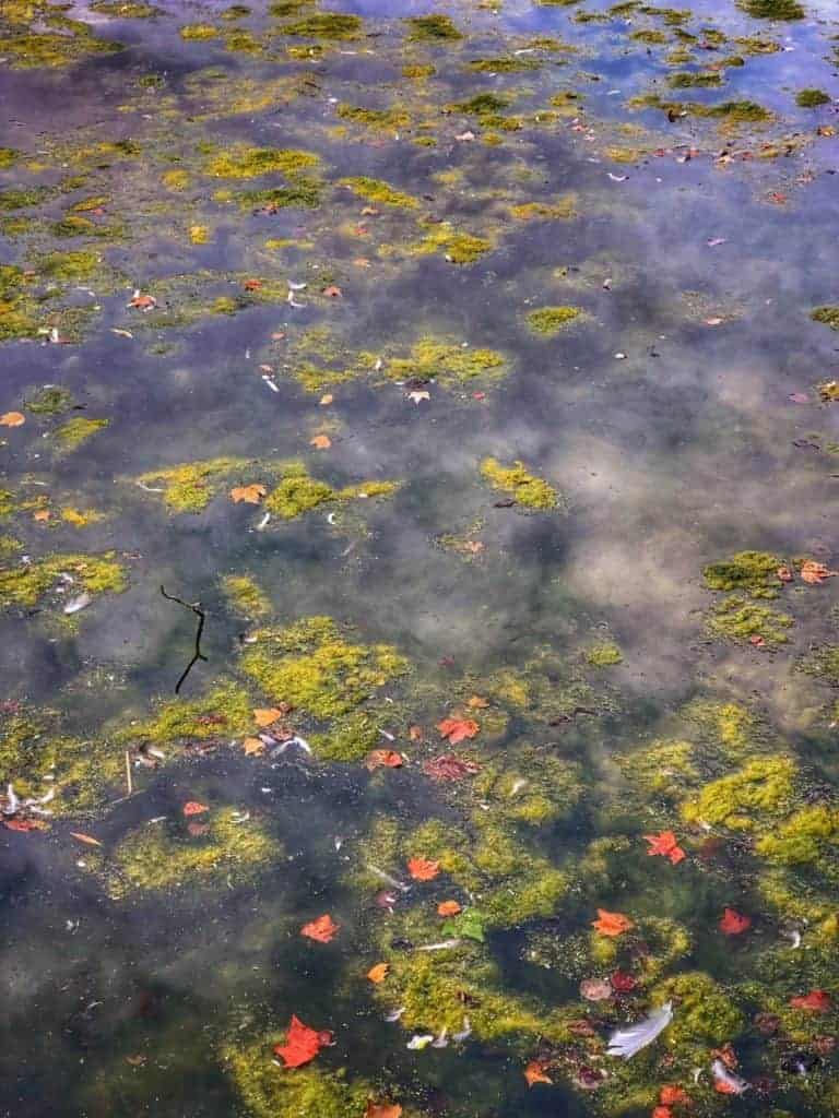 Pond in St James Park