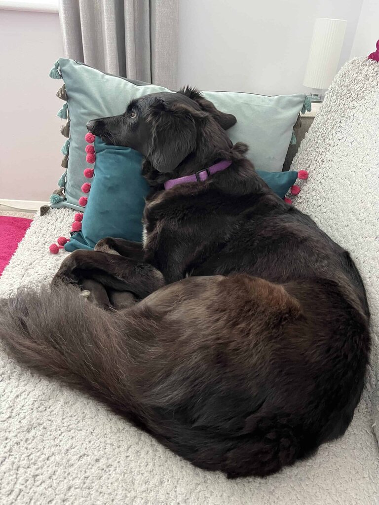 Black dog on sofa