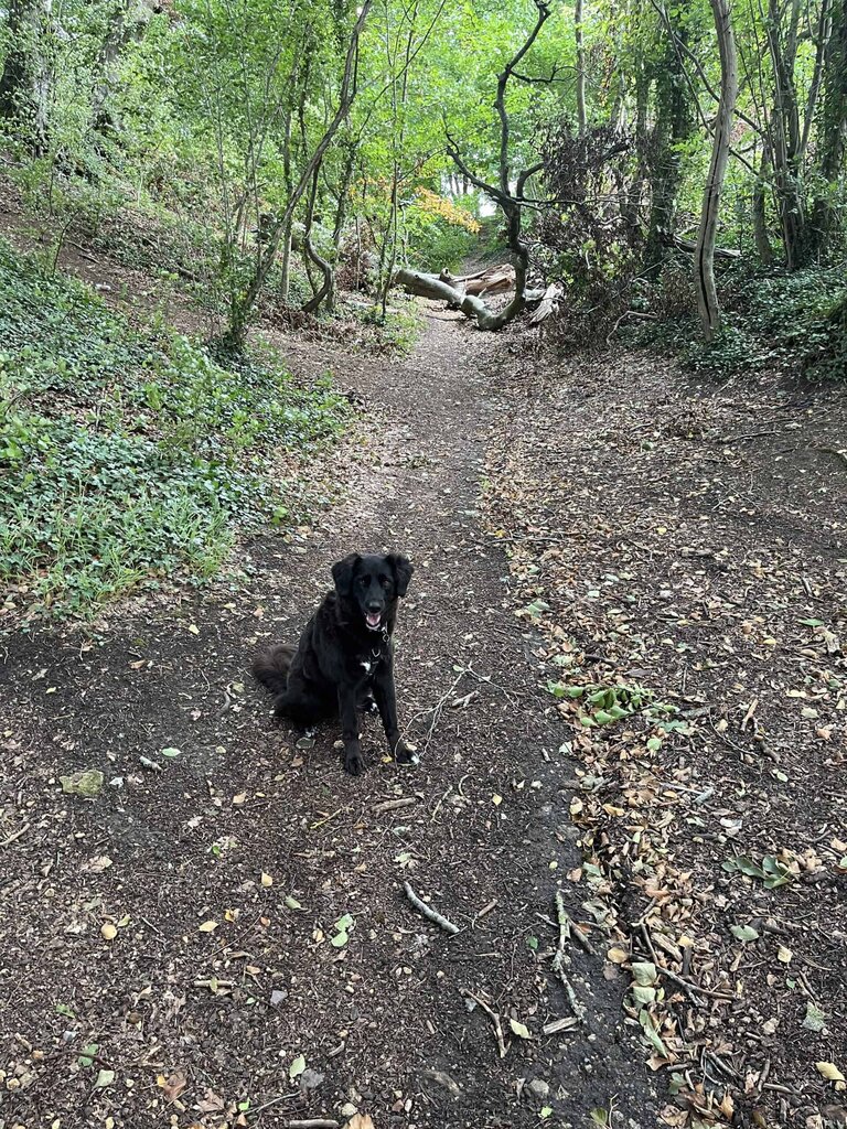 Black dog in woods