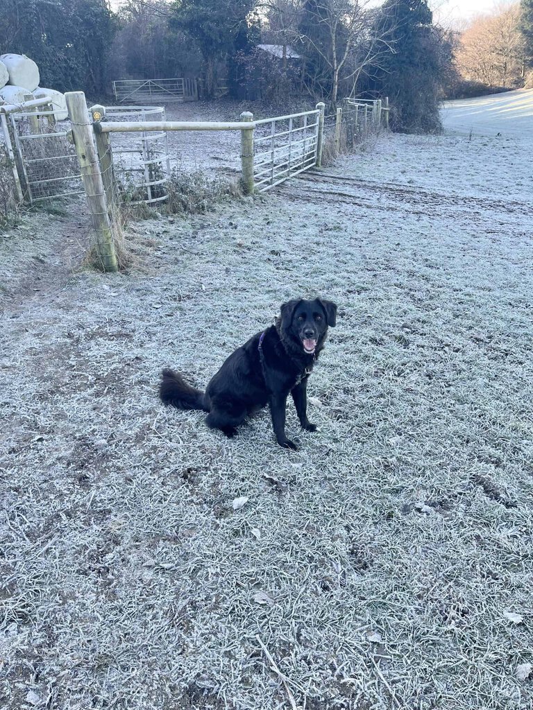 Black dog sitting in field