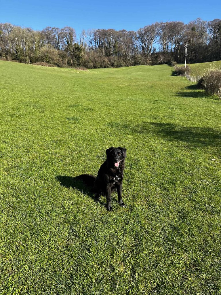 Black dog in field