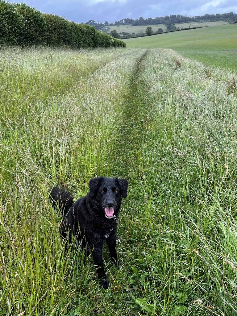 Black dog in meadow