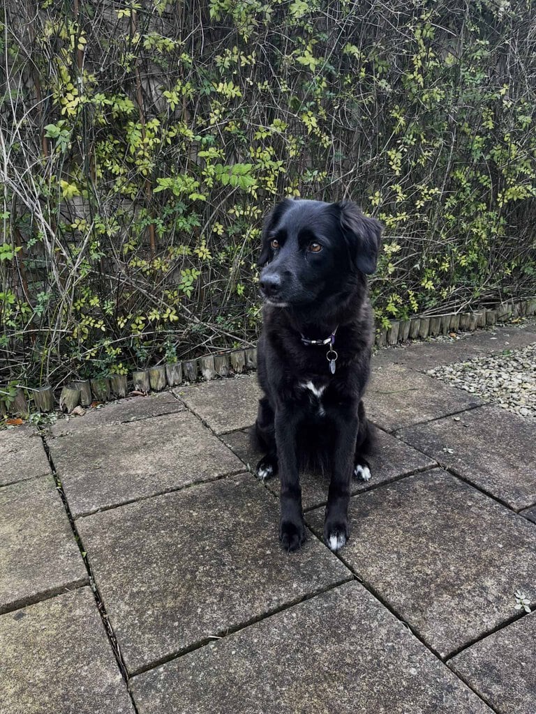 Black dog sitting outside