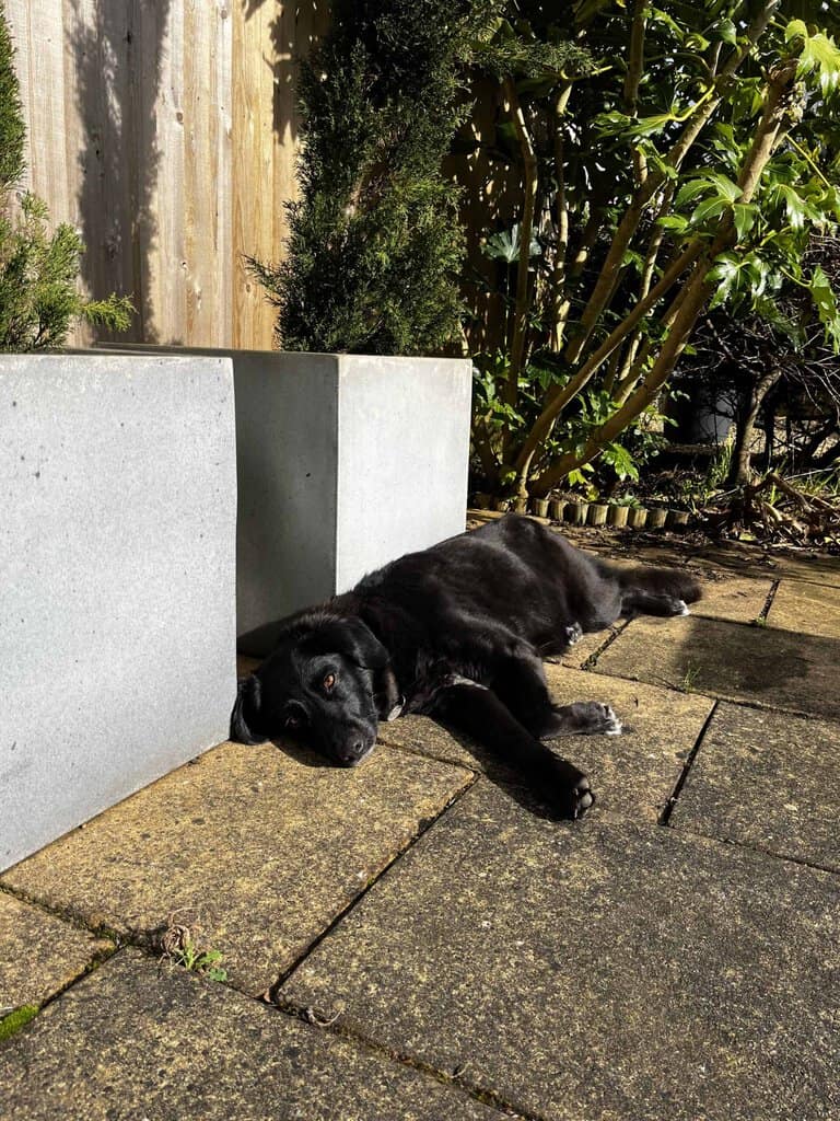 Black dog lying outside