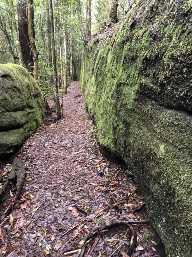 Discover the Moss Wall at Boarding House Dam Walk in the Watagans