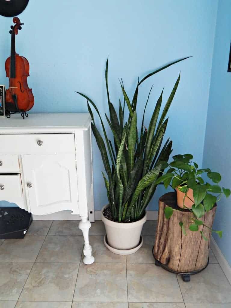 snake plant in dining room