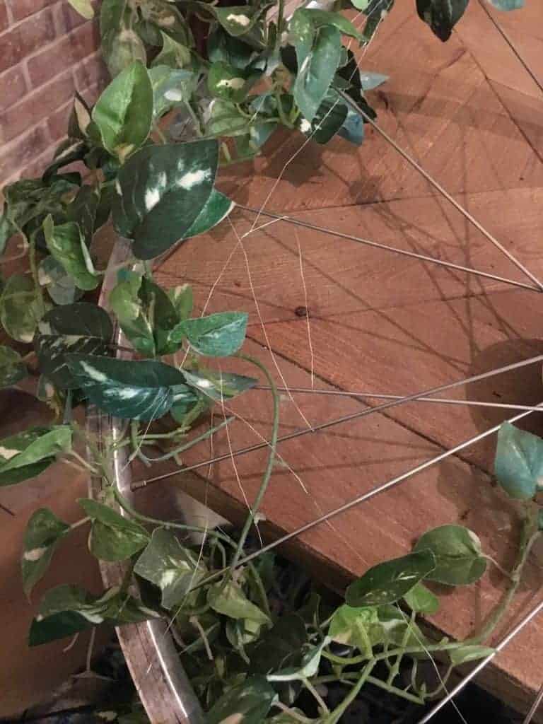 Bicycle Wheel Wreath floral wire wrapped around spokes with ivy vines