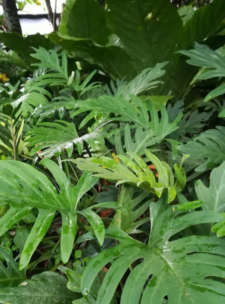 Planta Mano de Tigre