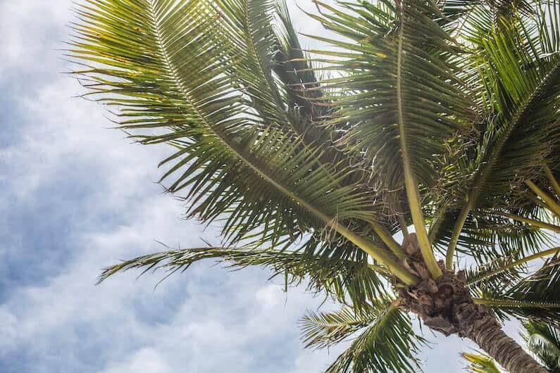 palm trees in florida signifying freedom after addiction